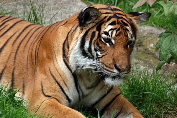 Tigre Sibérien Amour Est Une Population Tigrise Panthera Extrême Orient — Photo