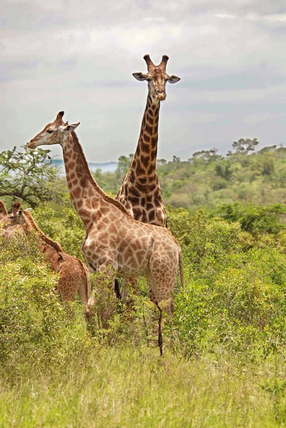 Parktaki Vahşi Zürafa — Stok fotoğraf