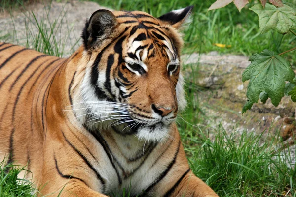 Tigre Siberiano Amur Una Población Tigris Panthera Lejano Oriente Particularmente —  Fotos de Stock