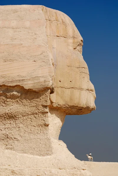 Die Große Sphinx Der Giza — Stockfoto