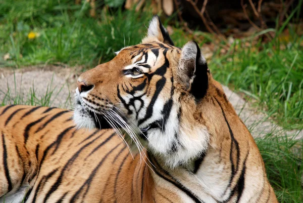 Amur Siberische Tijger Een Panthera Tigris Tigris Populatie Het Verre — Stockfoto