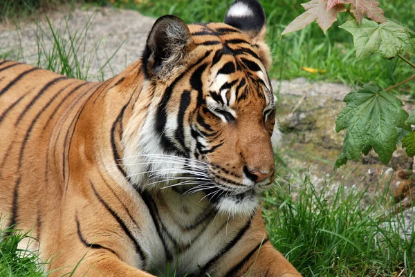 Tigre Sibérien Amour Est Une Population Tigrise Panthera Extrême Orient — Photo