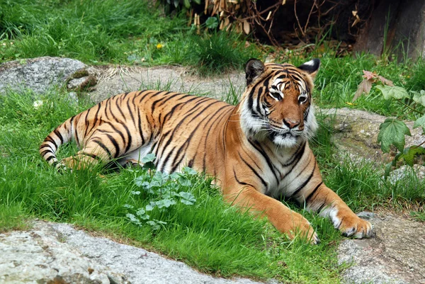 Tigre Siberiana Amur Una Popolazione Tigris Del Panthera Estremo Oriente — Foto Stock