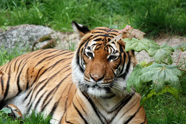 Tygrys Trawie Parku — Zdjęcie stockowe