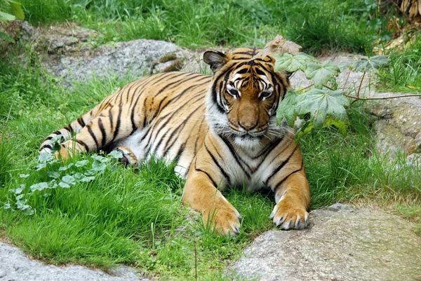 Bengalski Tygrys Zoo — Zdjęcie stockowe