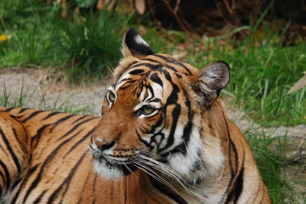 Amur Siberian tiger is a Panthera tigris tigris population in the Far East, particularly the Russian Far East and Northeast China