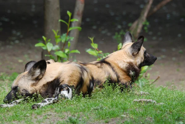 Alman Çoban Köpeği Parkta — Stok fotoğraf