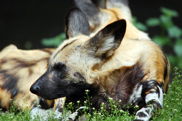 Alman Çoban Köpeği Çimlerde — Stok fotoğraf
