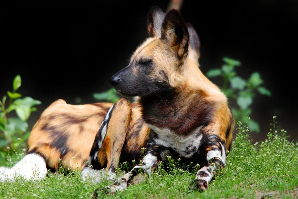 Duitse Herder Hond Het Gras — Stockfoto