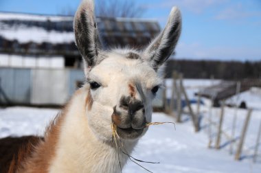 Lama (Lama gma), Andean kültürleri tarafından Hispanik öncesi dönemlerden beri et ve yük hayvanı olarak kullanılan Güney Amerika kamelyasıdır..