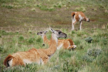 Impalas Hluhluwe-Imfolosi Parkı Güney Afrika