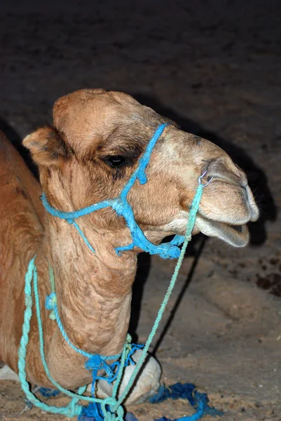 Retrato Rosto Camelo Perto — Fotografia de Stock