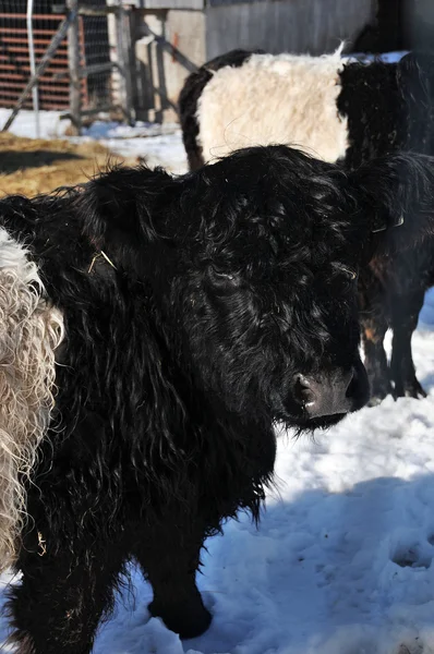 Belted Galloway Heritage Beef Breed Cattle Originating Galloway South West — Stock Photo, Image