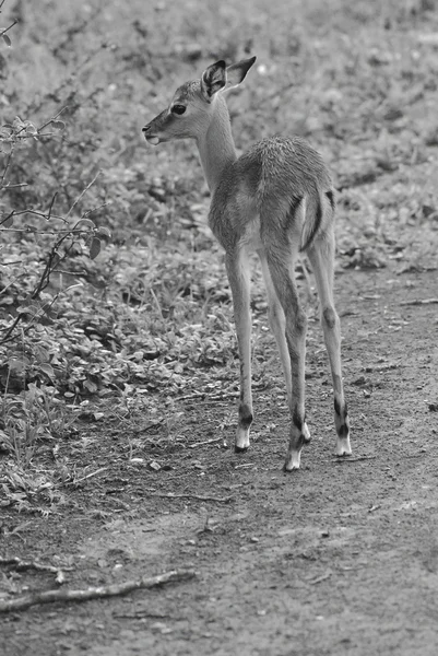 Impalas Hluhluwe Imfolosi Park Dél Afrika — Stock Fotó