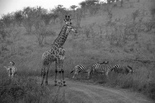 Die Masai Giraffe Oder Maasai Giraffe Auch Als Kilimandscharo Giraffe — Stockfoto