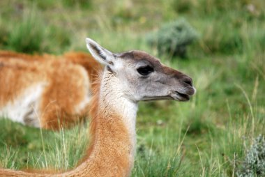 Impalas Hluhluwe-Imfolosi Parkı Güney Afrika