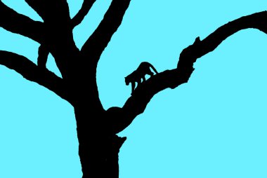 Aslanın ağaç dalındaki vektör silueti