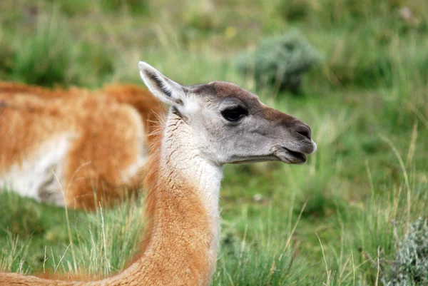 Impalas Del Parque Hluhluwe Imfolosi Sudáfrica — Foto de Stock