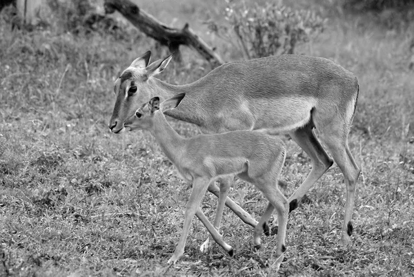 Impalas Hluhluwe Imfolosi Park Afrique Sud — Photo