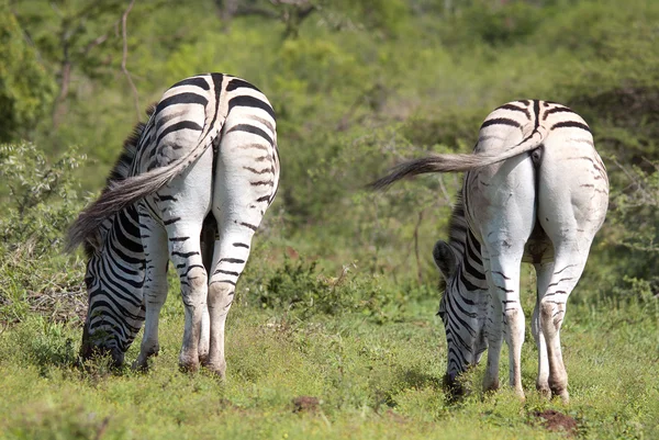 Zebras Hluhluwe Umfolozi Game Reserve Localizado 280 Norte Durban Mais — Fotografia de Stock