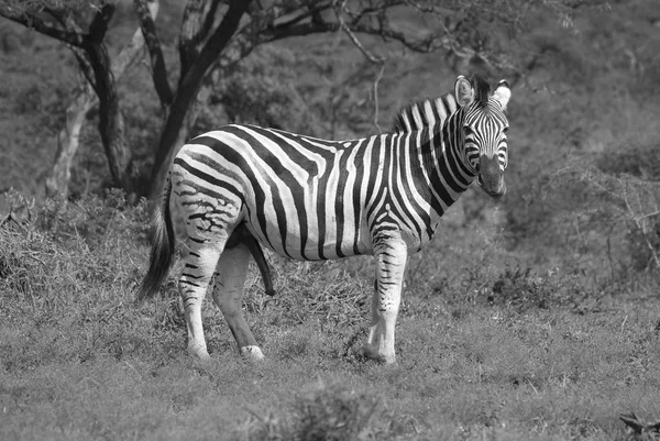 ダーバンの北280キロメートルに位置するフルウェ ウンフォージゲームリザーブのゼブラスは アフリカで最も古い公園です 南アフリカのクワズールー ナタール州の中央部に位置し 豊かな野生動物で知られています — ストック写真