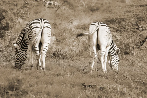 Zebras Hluhluwe Umfolozi Game Reserve Located 280 North Durban Oldest — Stock Photo, Image