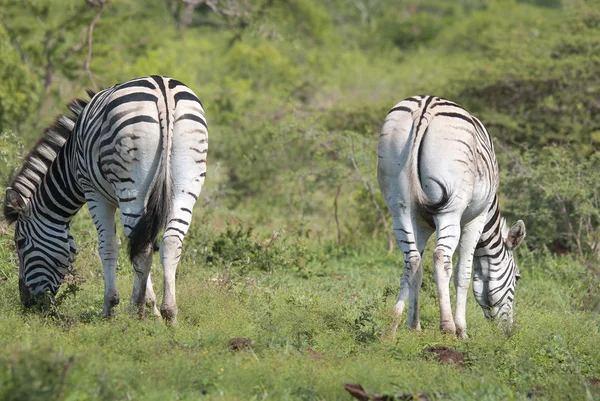 Zebras Hluhluwe Umfolozi Game Reserve Розташований 280 Північ Від Дурбана — стокове фото