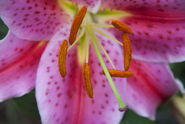 Flor Rosa Jardín Verde — Foto de Stock