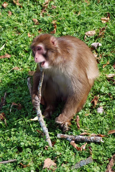 Além Dos Seres Humanos Gênero Homo Macacos São Gênero Primata — Fotografia de Stock