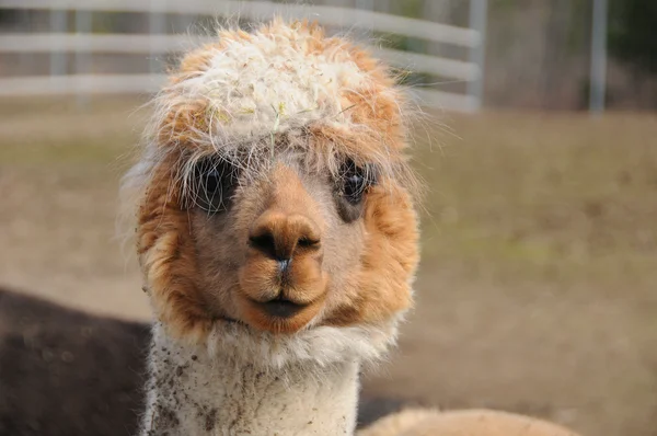 Una Alpaca Vicugna Pacos Una Especie Camélido Sudamericano Parece Una — Foto de Stock