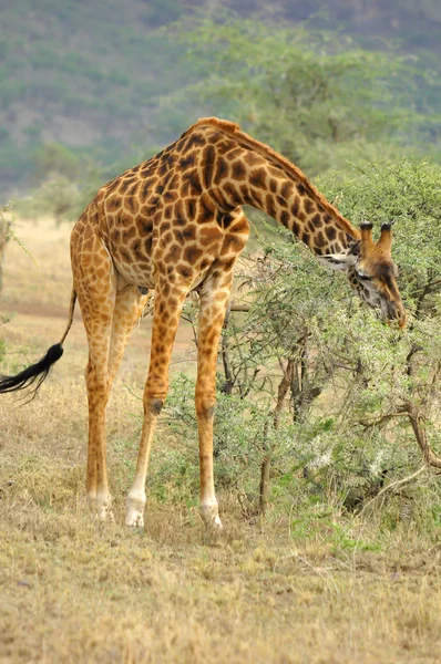 Young Giraffe Colt Follows Its Huge Father Who Eating Acacia — Stock Photo, Image