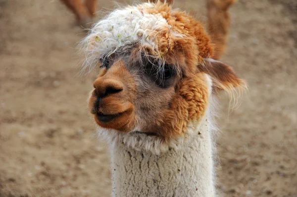 Alpacka Vicugna Pacos Domesticerad Art Sydamerikansk Kamelid Det Liknar Liten — Stockfoto