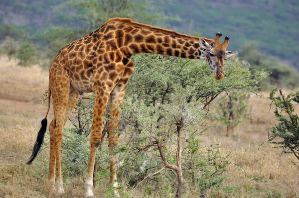 Das Junge Giraffenfohlen Folgt Seinem Riesigen Vater Der Akazienblätter Aus — Stockfoto