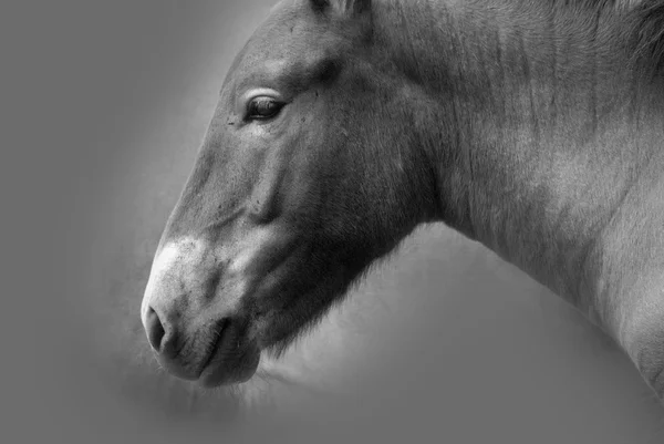 Gros Plan Une Tête Cheval Noir Blanc — Photo