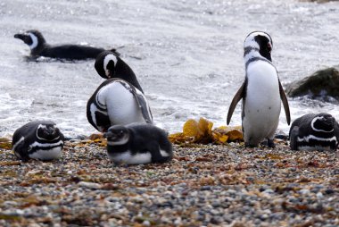 Macellan Penguenleri (