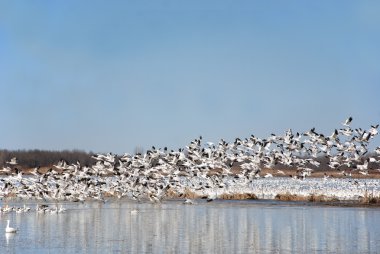 Kar kazları göçü. Bahar göçü sırasında, büyük kar kazları sürüleri, geleneksel kış bölgelerinden tundraya kadar 3000 milden fazla dar koridorlar boyunca çok yükseklere uçarlar..