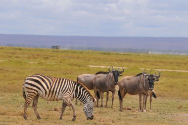 Zebra Serengeti Tanzanya. Serengeti, dünyanın on doğal seyahat harikasından biri olan dünyanın en büyük memeli göçüne ev sahipliği yapıyor..