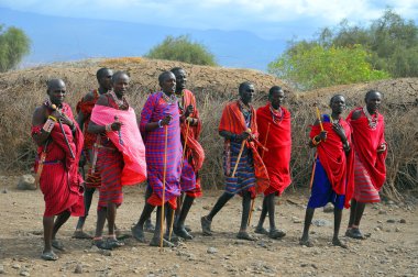 Masai kabilesinden kimliği belirsiz Afrikalı bir grup, 13 Ekim 2011 'de Kenya' nın Masai Mara kentinde düzenlenen geleneksel atlama dansını göstermeye hazırlanıyor. Onlar göçebe ve küçük köylerde yaşıyorlar..
