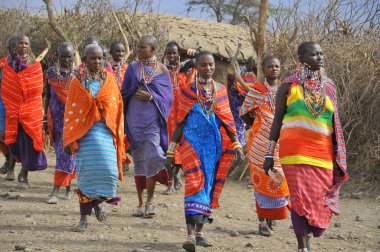 Masai kabilesinden kimliği belirsiz Afrikalı bir grup, 13 Ekim 2011 'de Kenya' nın Masai Mara kentinde düzenlenen geleneksel atlama dansını göstermeye hazırlanıyor..