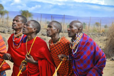 AMBOSELİ, KENYA - EKİM. 13: Geleneksel kültürel tören olarak dans eden Masai savaşçıları, 13 Ekim 2011 'de Kenya' nın Amboseli kentinde yerel halkın günlük yaşamını gözden geçirdiler..