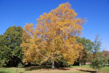 Akçaağaç yaprakları. Halka açık bir parkta güzel bir sonbahar manzarası.
