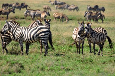 Zebralar Amboseli Ulusal Parkı 'nda, eski adıyla Maasai Amboseli Oyun Rezervi, Kenya' nın Rift Valley Eyaleti 'nde yer almaktadır. Kenya-Tanzanya sınırına yayılan ekosistem.