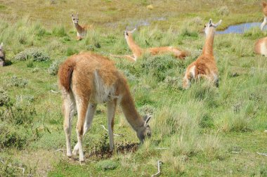 Patagonya 'da Guanacoes (Lama guanicoe), Torres del Paine. Guanaco ismi Güney Amerika dilinde 