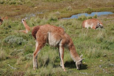 Patagonya 'da Guanacoes (Lama guanicoe), Torres del Paine. Guanaco ismi Güney Amerika dilinde 