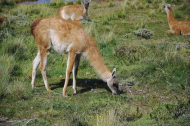 Patagonya 'da Guanacoes (Lama guanicoe), Torres del Paine. Guanaco ismi Güney Amerika dilinde 