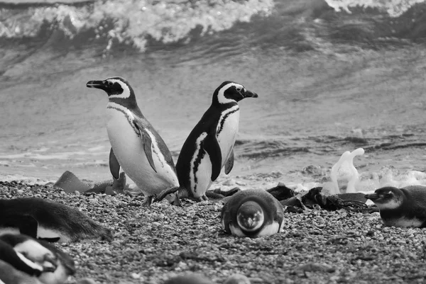 麦哲伦企鹅 Magellan Penguins 缩写为 Sphenisciformes Spheniscidae 是一群生活在南半球 特别是南极洲的水鸟 — 图库照片