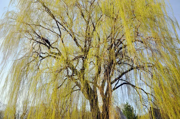 Golden Trees Autumn Park — Stock Photo, Image