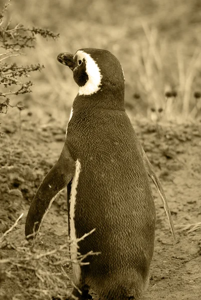 麦哲伦企鹅 Magellan Penguins 缩写为 Sphenisciformes Spheniscidae 是一群生活在南半球 特别是南极洲的水鸟 — 图库照片