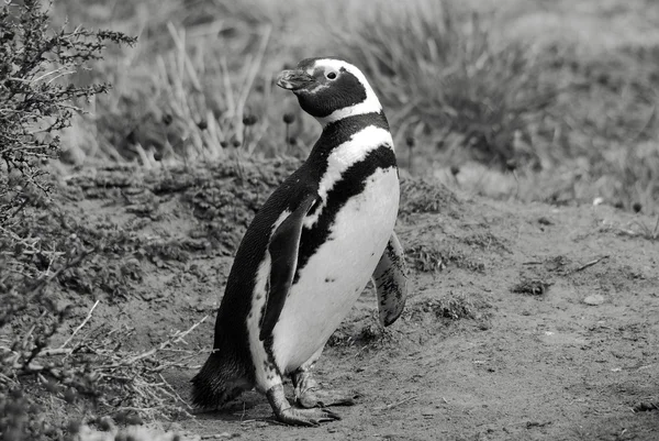 Magellan Penguins Порядка Sphenisciformes Семейство Spheniscidae Группа Водных Бесполетных Птиц — стоковое фото