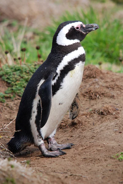 Magellan Penguins Порядка Sphenisciformes Семейство Spheniscidae Группа Водных Бесполетных Птиц — стоковое фото